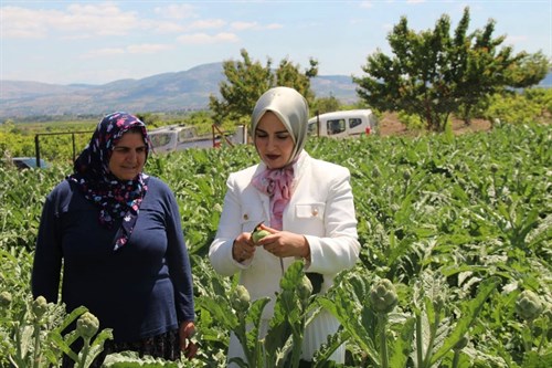 Kaymakamımız Sayın Hatice Gamze KURAN Selcen Mahallemizde Ömer AYHANCI ‘ya Ait Enginar Bahçesini Ziyaret Etti